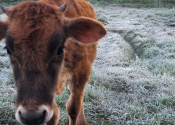 Heladas en fotos: localidades misioneras cubiertas de blanco este domingo