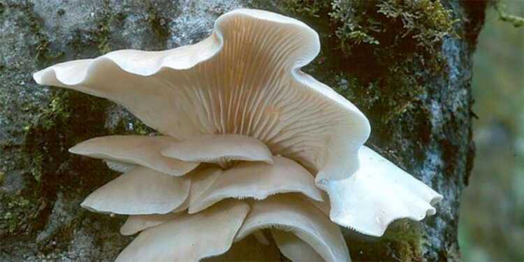 EN MISIONES. Existen varias especies silvestres y otras que se cultivan.