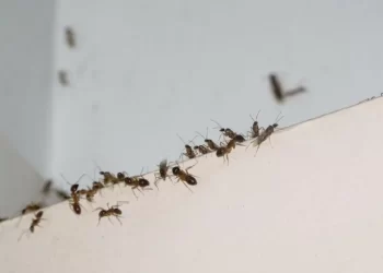 Hormigas en la casa: qué significan