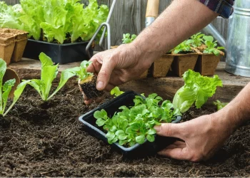 Huerta en casa: qué plantar en julio