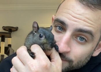 El “papá ardilla” de TikTok