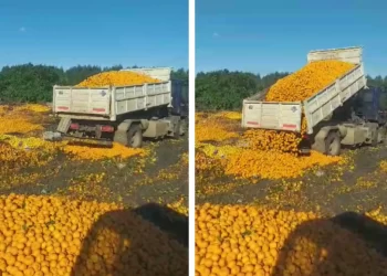 Por la caída del consumo, tiraron toneladas de mandarinas en un basural