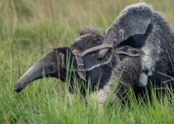 Nació un oso hormiguero gigante en los Esteros del Iberá