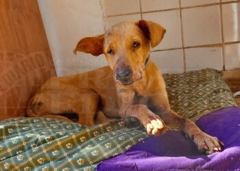 Rescatista pide ayuda para costear gastos médicos de perros maltratados y víctimas de accidentes viales