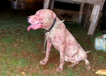 “Deberían controlar la seguridad donde viven los perros potencialmente peligrosos”