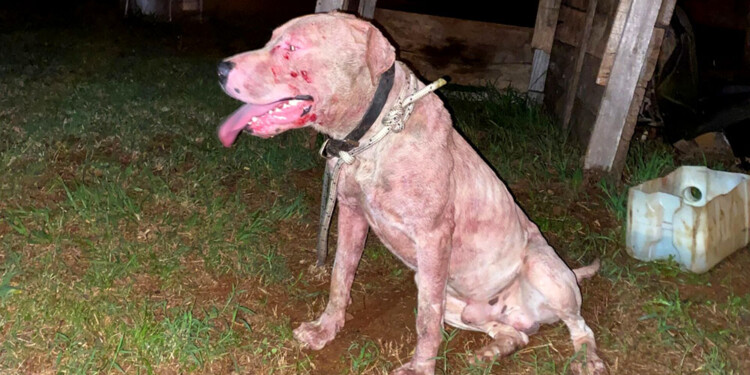 LAMENTABLE. El pitbull protagonista del último incidente en Eldorado fue controlado por los bomberos quienes advirtieron que “esta vez todo terminó medianamente bien pero pudo haber sido mucho más grave”.