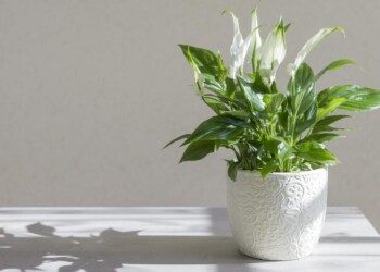 6 plantas de interior que eliminan el moho negro del baño y las paredes