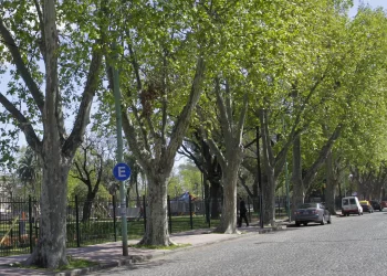 Qué árboles plantar afuera de la casa sin que levanten la vereda