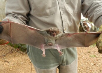 Alerta por brote de rabia paresiante en un establecimiento ganadero sobre ruta provincial 17