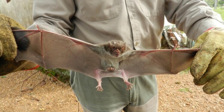 TRANSMISOR. El vampiro desmodus rotundus (murciélago común) transmite la enfermedad.