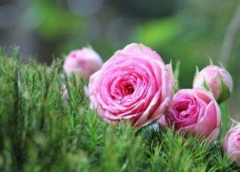 El intenso poder energético de la rosa