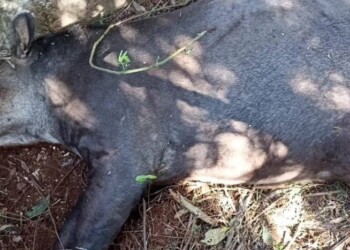 Atropellaron y mataron a Tapir y a su cría en gestación en Urugua-í