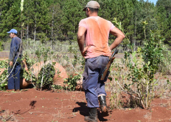 Yerba: el apuro por vender agota la cosecha antes del fin de zafra