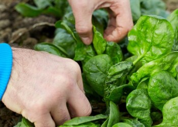 Huertas: qué vegetales pueden crecer en menos de dos meses