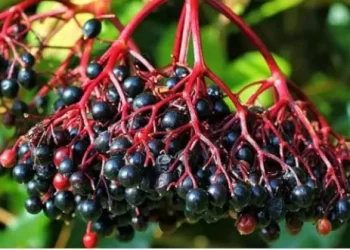 El saúco: un tesoro de propiedades medicinales