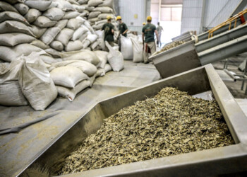 Inyectan $ 5.000 millones para frenar el desplome del precio de la yerba mate