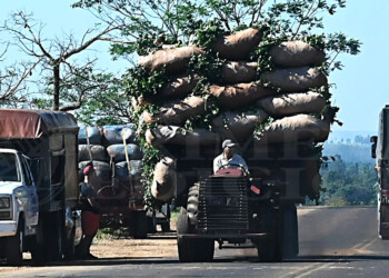 Yerba: el apuro por vender agota la cosecha antes del fin de zafra