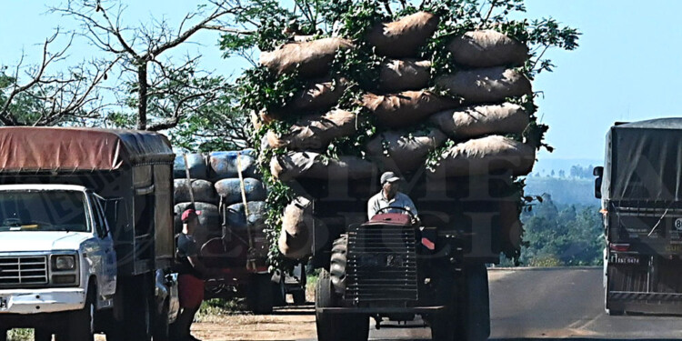 “PRÁCTICAMENTE NO QUEDA NADA”. Para no perder, ante un precio que no para de bajar, en gran parte de la zona productora ya no queda hoja verde.