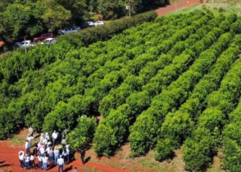 Cómo funciona el mercado paraguayo de la yerba mate