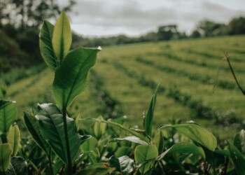 Dictarán un curso para auditores internos en producción orgánica