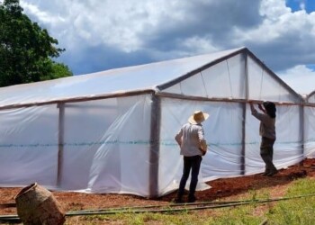 Reducir el daño de las heladas en hortalizas, flores y frutales