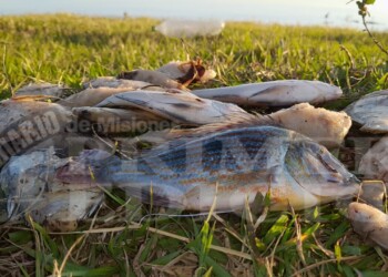 Preocupación por la aparición de peces muertos en la costa del arroyo Itaembé Miní