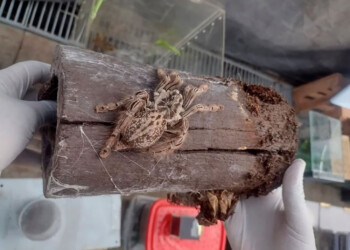 Cayó un hombre por vender y enviar arañas por encomiendas en Córdoba