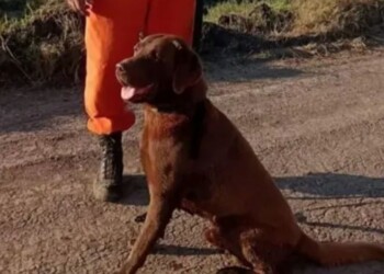 Murió el perro que fue clave en la búsqueda de Loan Peña