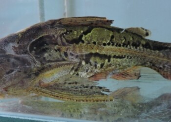 Peces del río Paraná: Anadoras weddellii