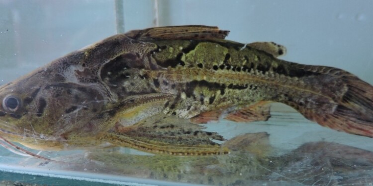 Especie: Anadoras weddellii/ Foto Lic. Danilo R. Aichino