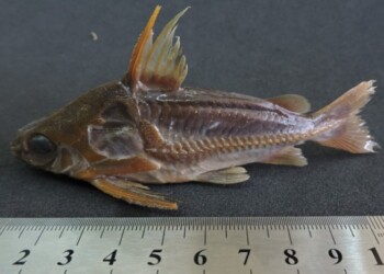 Peces del río Paraná: Trachydoras paraguayensis