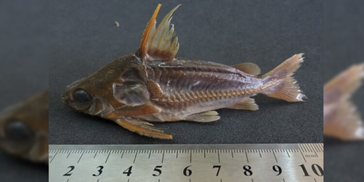 Trachydoras paraguayensis /Foto. Lic. Danilo R. Aichino