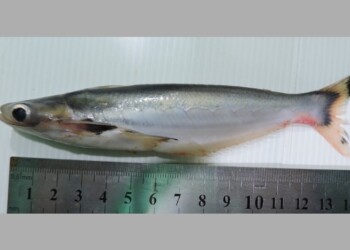 Peces del río Paraná: Auchenipterus osteomystax