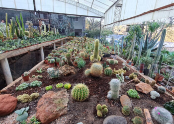 Se viene el gran encuentro de “cactófilos” en Colonia General Alvear