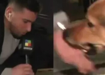 Un perro mordió en vivo a un periodista y el video se hizo viral