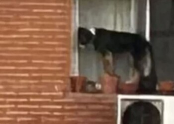 Maltrato animal: abandonaron a un perro al borde de la ventana de un sexto piso
