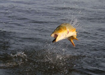 Paso de la Patria; sumaron dos lanchas a los premios
