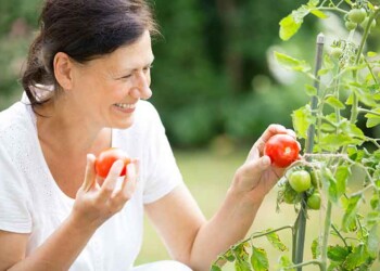 Tomates: cuándo es mejor cultivarlos, según los expertos