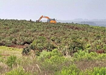 Se frena la eliminación de teales, la yerba dejó de ser rentable