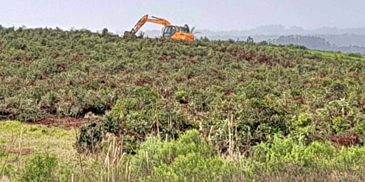 EXCEPCIONES. Se ven pocas eliminaciones de té en el paisaje agrícola, el oro verde desregulado tampoco da rindes.