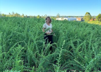 “Hay un potencial enorme para la producción de aromáticas”
