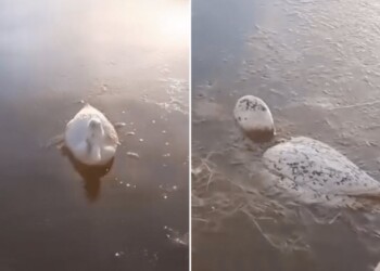 Impactantes: las desgarradoras imágenes de animales congelados por el intenso frío que azota el país