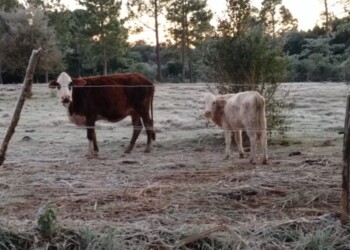 Invitan a prevenirse de las heladas y de su impacto
