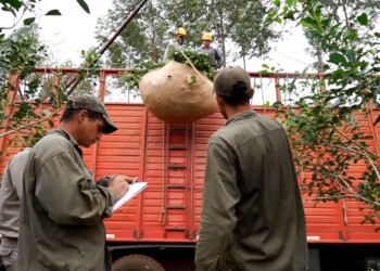 La sobreproducción de hoja verde pone en alerta a colonos misioneros
