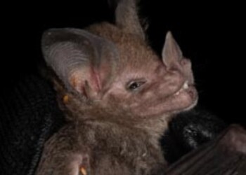 Vuelven a registrar rara especie de murciélago en Misiones