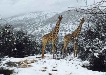 Video: nevó en África y dejó increíbles imágenes