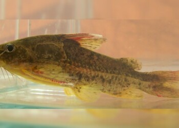 Peces del río Paraná: Ossancora eigenmanni