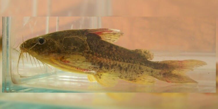 Ossancora eigenmanni/  Foto: Lic. Danilo R. Aichino