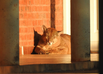 Apareció un puma “tomándose una siesta” en el Centro Cívico de Colonia Liebig