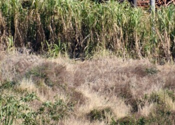 A días de cerrar julio, en zonas de Misiones llovió solamente un quinto de lo esperado